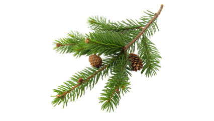 fresh green coniferous branch spruce isolated on transparent background