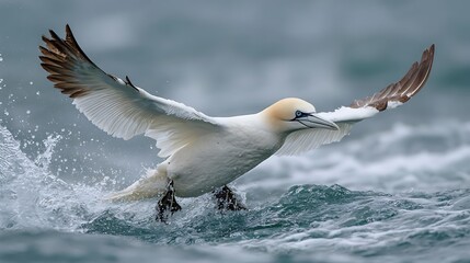 Northern gannet takes flight from the ocean surface