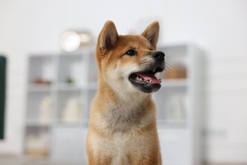 Portrait of cute Shiba Inu dog on blurred background