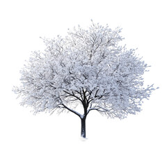 Obraz premium A beautiful tree covered in snow, standing alone on the frozen ground, isolated against white background PNG