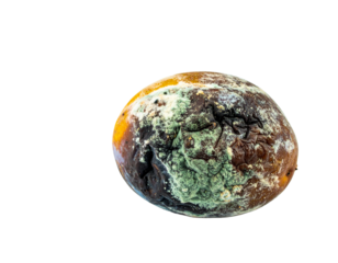 Surreal rotten fruit isolated on white background