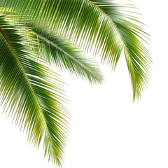 Naklejka premium Close-up of vibrant palm fronds (1)