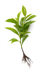 Fresh green tea plant with root showing organic botanical growth. isolated leaf and stem represent new life and origin of healthy, natural refreshment
