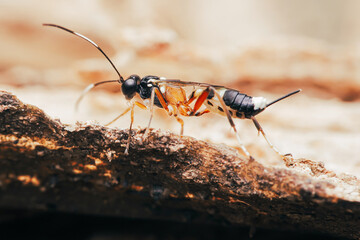 Ichneumon wasp exploring wooden surface in nature close-up