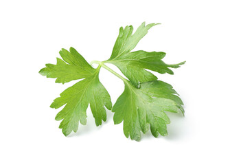 Sprig of fresh parsley isolated on white