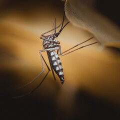 Asian tiger mosquito resting on leaf: disease vector close-up