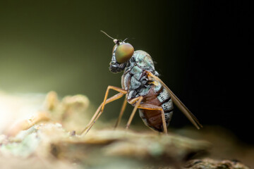 Long-legged fly standing on a branch: exploring wildlife