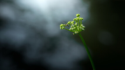 Hoverfly approaching delicate white flowers on green stem