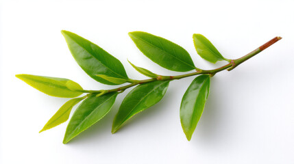 Obraz premium Vibrant green tea plant stem with fresh leaf, isolated on clean white background. close up botanical specimen showing organic new growth for natural herbal drink