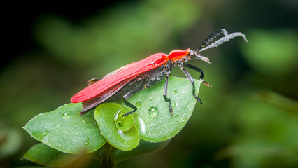 Red net-winged beetle resting on a vibrant green leaf