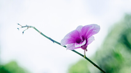 Purple orchid blooming on a thin branch in nature