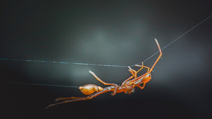 Spider hanging upside down building web on dark background