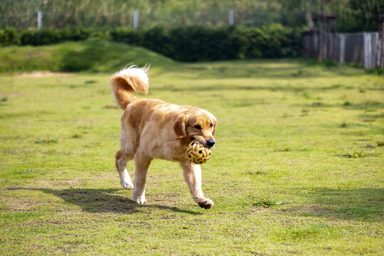 Golden retriever dog playing fetch with the ball at the outdoor park during summer for animal lover and pet sitter training