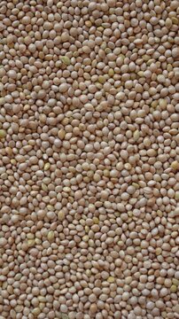 Rotating white millet seeds in top view. Spinning dry bird feed. 4k vertical concept