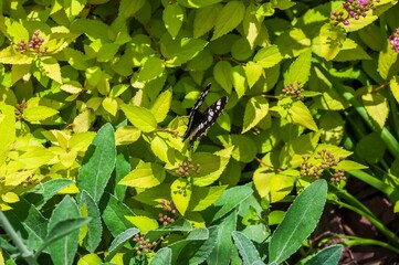A butterfly resting on lush, vibrant green and yellow leaves in a sunny garden setting.