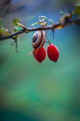 A charming close-up of a snail delicately perched on a berry branch.