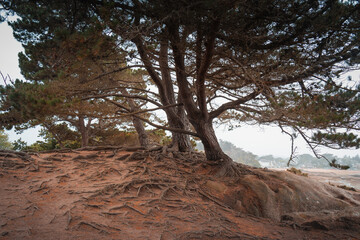 arbre de vie en Bretagne sur la cote