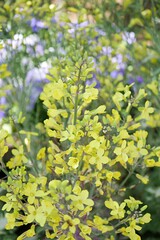 葉牡丹の花20250501