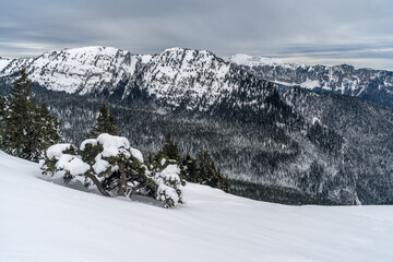 Hiver en Chartreuse sur les pentes du Grand Manti , isère , France
