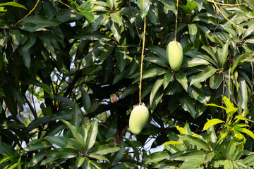 close-up shot of several unripe, green mangoes hanging from a branch of a mango tree.