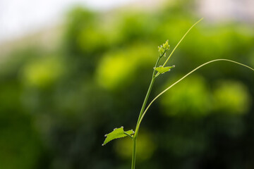 close-up shot of a delicate, young green shoot with small leaves and tendrils reaching upwards