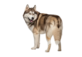 A powerful Siberian Husky dog with thick grey and brown fur and piercing blue eyes, standing alert, looking back over its left shoulder with mouth slightly open, on a transparent, shadow-less studio