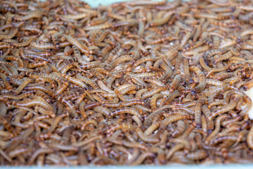 A densely packed pile of live, wriggling brown and yellow mealworms