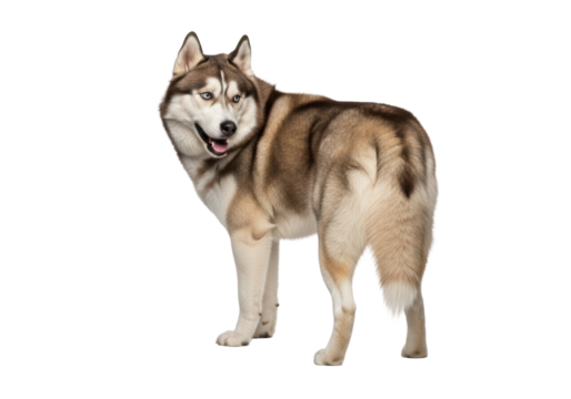 A powerful Siberian Husky dog with thick grey and brown fur and piercing blue eyes, standing alert, looking back over its left shoulder with mouth slightly open, on a transparent, shadow-less studio
