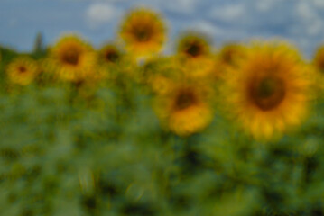 Sunflower captured with vintage Helios lens, dreamy summer bokeh.