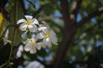 White plumeria flowers blooming on a tree with bright green leaves under a clear blue sky and sunlight
