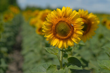 Sunflower captured with vintage Helios lens, dreamy summer bokeh.