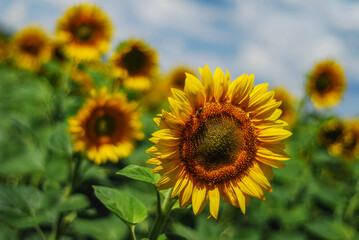 Sunflower captured with vintage Helios lens, dreamy summer bokeh.