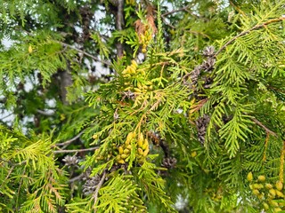 thuja blossoms. Beautiful young green thuja branch in the park. A cypress tree in the wind. Evergreen trees with a pyramidal crown - a tree from the Garden of Eden. small cones on a branch.