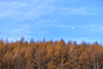 色づくカラマツ林　秋の蓼科高原