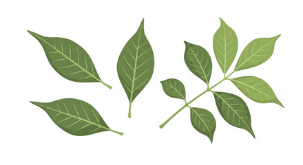 Naklejka premium Vibrant Green Leaf Elements White Background