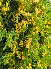 thuja blossoms. Beautiful young green thuja branch in the park. A cypress tree in the wind. Evergreen trees with a pyramidal crown - a tree from the Garden of Eden. small cones on a branch.