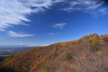 色づくカラマツ林　秋の蓼科高原