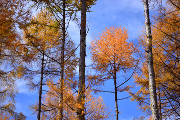 色づくカラマツ林　秋の蓼科高原