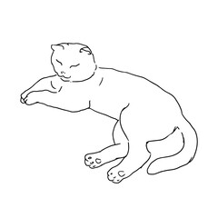 Sleeping cat, black and white ink sketch. Vector illustration. The silhouette is made in a simple linear style. The theme of animals, veterinary clinics, animal feed and for printing