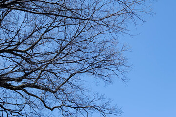 Dry branches and blue sky. Silhouette dead tree branches with blue sky background.