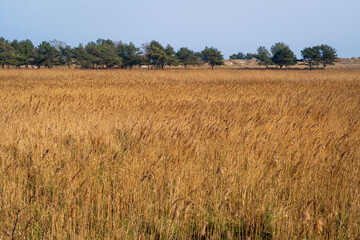 Golden Fields by Baltic Shore, Western Pomeranian Lagoons National Park, Germany