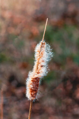 A detailed capture of a cattail plant, revealing its textures and delicate seed head in its environment.