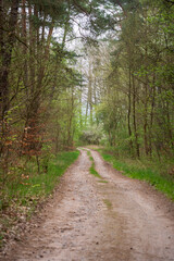The Forest and Swamps, Trails Along the Tranquil Waters of Müritz Park, Germany