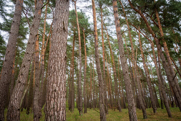 Tranquil Waters of Müritz Park, Germany