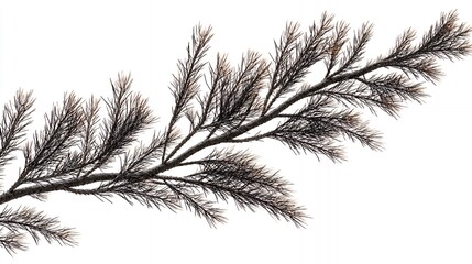 Naklejka premium fir branch isolated evergreen coniferous tree needle leaves white background