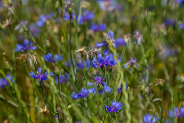 Centaurea cyanus is the common cornflower in our fields