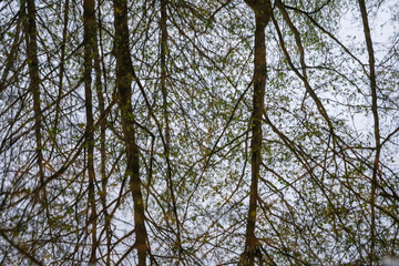 The Tranquil Still Waters of Müritz Park, Germany