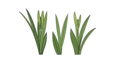 Obraz premium Green Plant Shoots Isolated on White Background