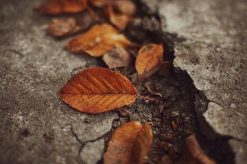 Crisp autumn leaves scattered along an urban sidewalk crack, blending seasonal beauty with city imperfection.