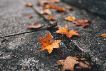 Crisp autumn leaves scattered along an urban sidewalk crack, blending seasonal beauty with city imperfection.